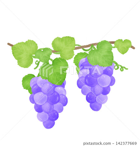 Purple grapes on a branch / Hand-drawn illustration Purple grapes on a branch / Hand-drawn illustration 142377669