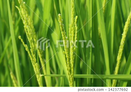 盛夏綻放的白色小米花 盛夏綻放的白色小米花 142377692