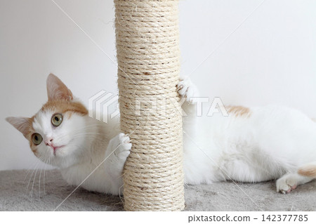 Cat Playing on Sisal Scratching Post in Bright Indoor Home Cat Playing on Sisal Scratching Post in Bright Indoor Home 142377785