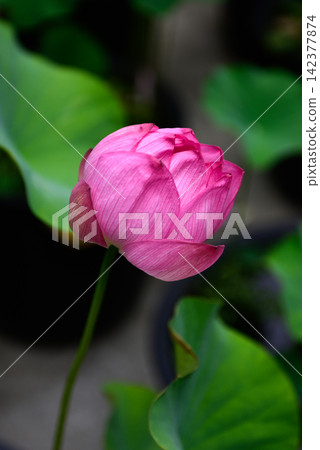 花蓮行道 花蓮行道 142377874
