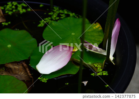花蓮行道 花蓮行道 142377875