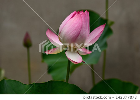 花蓮行道 花蓮行道 142377878