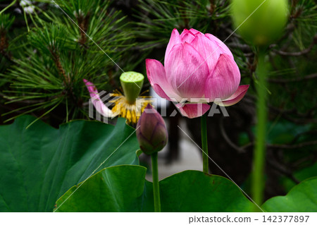 花蓮行道 花蓮行道 142377897