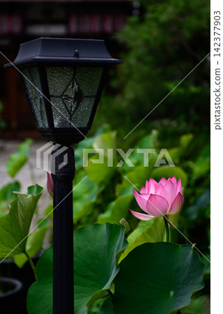 花蓮行道 142377903