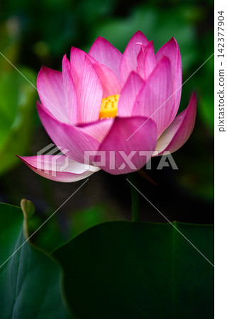 花蓮行道 花蓮行道 142377904