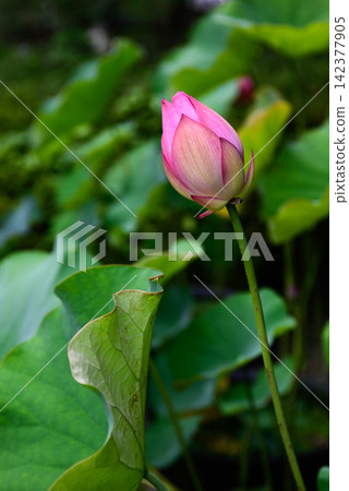 花蓮行道 花蓮行道 142377905