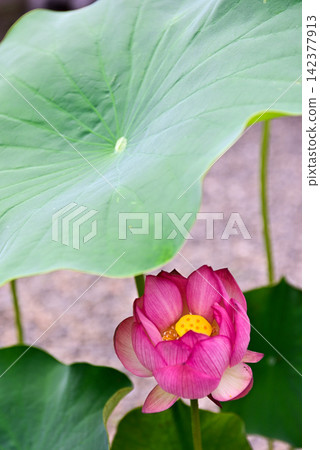 花蓮行道 花蓮行道 142377913