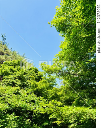 初夏的公園，綠樹成蔭，景色宜人。 142378061