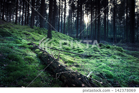Mossy Forest Floor with Sunlight Through Pine Trees Mossy Forest Floor with Sunlight Through Pine Trees 142378069