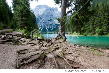 Alpine Lake and Mountain Forest Landscape with Tree Roots 142378142