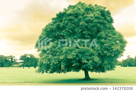 Green Tree in Sunny Park Landscape with Warm Natural Light Green Tree in Sunny Park Landscape with Warm Natural Light 142378208