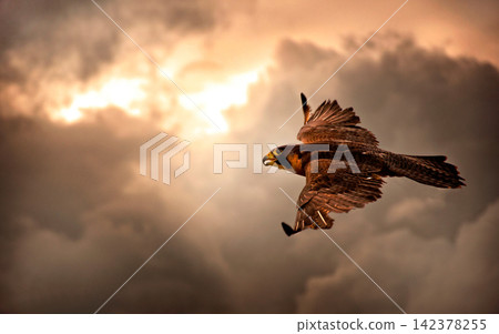 Falcon Flying Through Dramatic Sunset Sky Falcon Flying Through Dramatic Sunset Sky 142378255