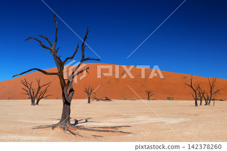 Dead Trees in Desert Dunes Under Deep Blue Sky Dead Trees in Desert Dunes Under Deep Blue Sky 142378260
