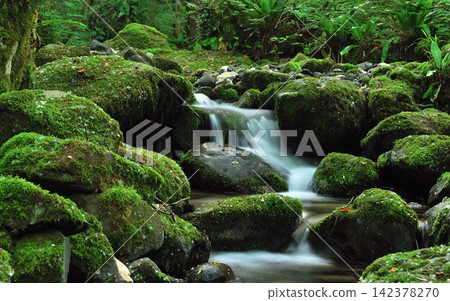 Mossy Forest Stream with Waterfall in Lush Green Woodland Mossy Forest Stream with Waterfall in Lush Green Woodland 142378270