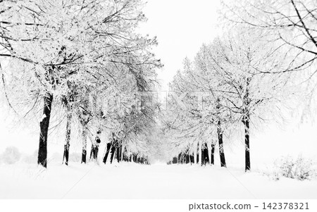 Winter Snowy Tree-Lined Road in Black and White Landscape Winter Snowy Tree-Lined Road in Black and White Landscape 142378321