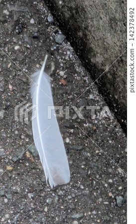 美麗的鳥羽 142378492
