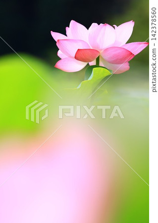 A single lotus flower peeks out from behind a foreground blur of large flowers and leaves. A single lotus flower peeks out from behind a foreground blur of large flowers and leaves. 142378560