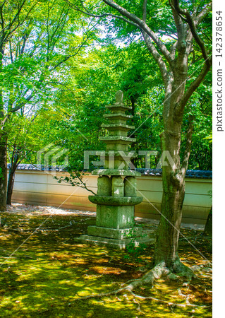 相國寺淨天閣:清爽的微風吹過前庭,周圍環繞著夏日的楓葉。 相國寺淨天閣:清爽的微風吹過前庭,周圍環繞著夏日的楓葉。 142378654