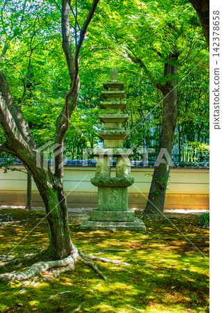 相國寺淨天閣：清爽的微風吹過前庭，周圍環繞著夏日的楓葉。 142378658