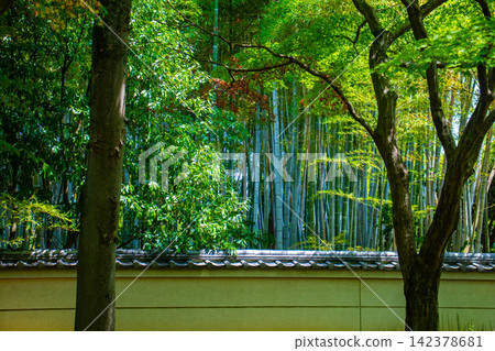 相國寺淨天閣:清爽的微風吹過前庭,周圍環繞著夏日的楓葉。 相國寺淨天閣:清爽的微風吹過前庭,周圍環繞著夏日的楓葉。 142378681