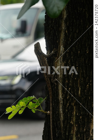Oriental Garden Lizard on a Tree Branch Close Up Oriental Garden Lizard on a Tree Branch Close Up 142378720