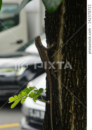 Oriental Garden Lizard on Tree Trunk Wildlife Nature Scene 142378721