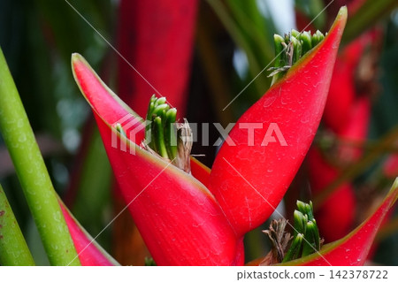 Close-up of a Blooming Red Heliconia Flower Close-up of a Blooming Red Heliconia Flower 142378722