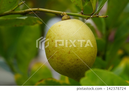 Lemon Still Life Photography of Citrus Plant Lemon Still Life Photography of Citrus Plant 142378724