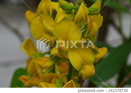 Close up of Golden Shower Tree Blooms Close up of Golden Shower Tree Blooms 142378730