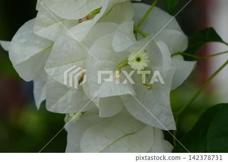 Close Up of White Bougainvillea Flowers Blossoms Close Up of White Bougainvillea Flowers Blossoms 142378731