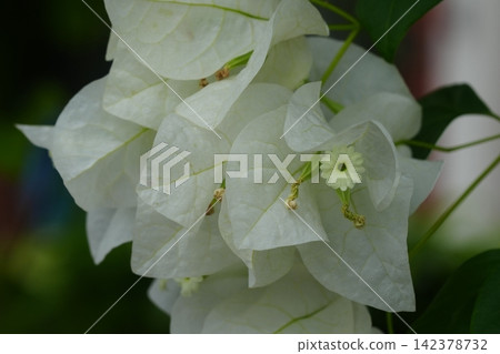White Bougainvillea Flowers Close Up Nature Photography White Bougainvillea Flowers Close Up Nature Photography 142378732