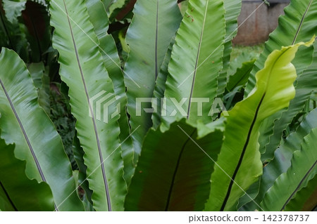 Bird's Nest Fern Fronds Beautiful Plant Close Up 142378737