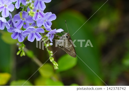 Butterfly on Duranta Erecta flower Macro Photo Butterfly on Duranta Erecta flower Macro Photo 142378742