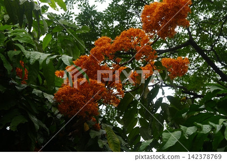 Ashoka Tree Blossoms Beautiful Orange Flowers Ashoka Tree Blossoms Beautiful Orange Flowers 142378769