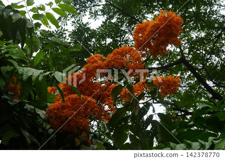 Ashoka Tree in Bloom Orange Flowers Natural Beauty Ashoka Tree in Bloom Orange Flowers Natural Beauty 142378770