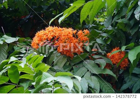 Saraca Asoca Tree Blooming in Lush Green Foliage Saraca Asoca Tree Blooming in Lush Green Foliage 142378772