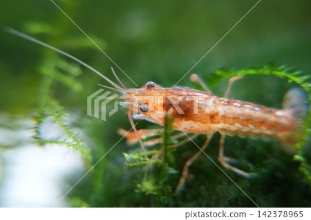 Amano Shrimp in Freshwater Aquarium Setting Close Up 142378965