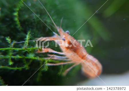 Orange freshwater crayfish in aquarium environment Orange freshwater crayfish in aquarium environment 142378972