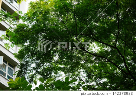 Tree Canopy and Building Facade in Natural Light 142378988