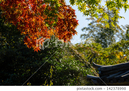 Autumn leaves to shine Autumn leaves to shine 142378998