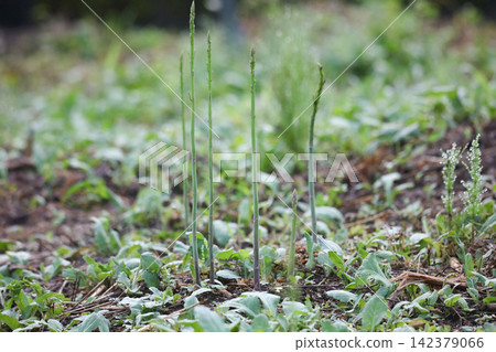 Thin asparagus growing in the field 142379066