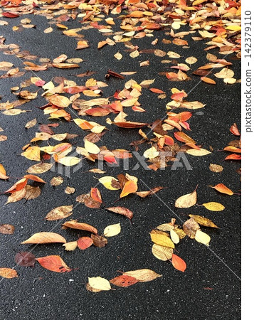 在瀝青下落的死的葉子 142379110