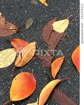 落到瀝青路上的秋葉 142379111