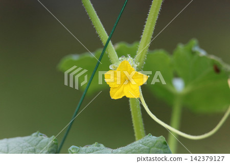 黃瓜花在風中搖曳 黃瓜花在風中搖曳 142379127