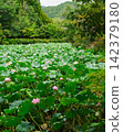 蓮花生長 142379180