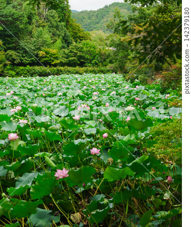 蓮花生長 蓮花生長 142379180