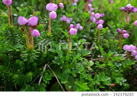 岩石峭壁上盛開著粉紅色的小花：*藍葉菊* 142379285