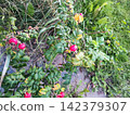 A bush displaying bright red berries and green leaves is shown. The foliage appears healthy, with a few leaves showing signs of aging with a yellowish tinge. Rosa rugosa 142379307