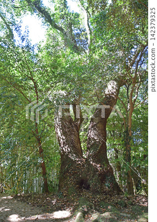 The camphor tree of Tenjin The camphor tree of Tenjin 142379325