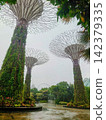 The Supertrees of Gardens by the Bay, a famous Singapore landmark, immediately after a squall. 142379335